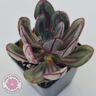 Echeveria nodulosa 'Painted Lady'