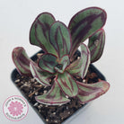 Echeveria nodulosa 'Painted Lady'