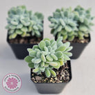 Echeveria pulvinata 'Frosty' Crest