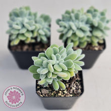 Load image into Gallery viewer, Echeveria pulvinata Frosty Crest - John &amp; Norma&#39;s Succulents
