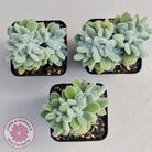 Echeveria pulvinata 'Frosty' Crest