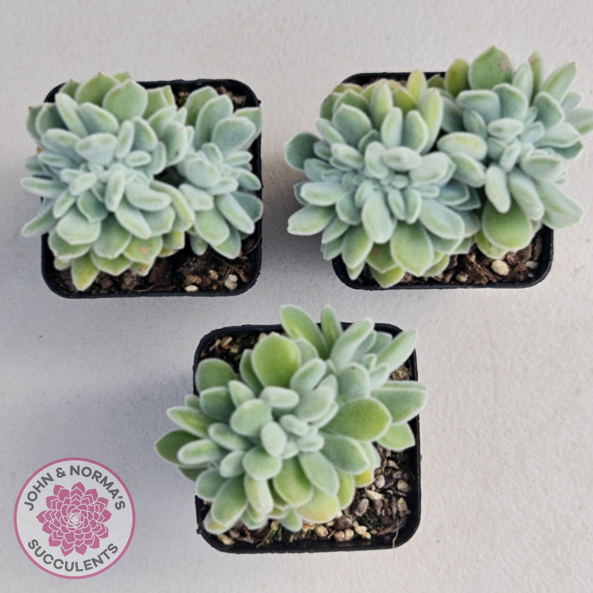 Echeveria pulvinata 'Frosty' Crest