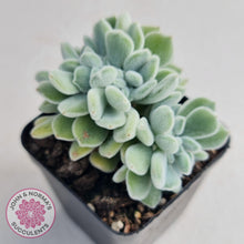 Load image into Gallery viewer, Echeveria pulvinata Frosty Crest - John &amp; Norma&#39;s Succulents
