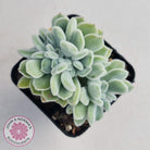 Echeveria pulvinata 'Frosty' Crest