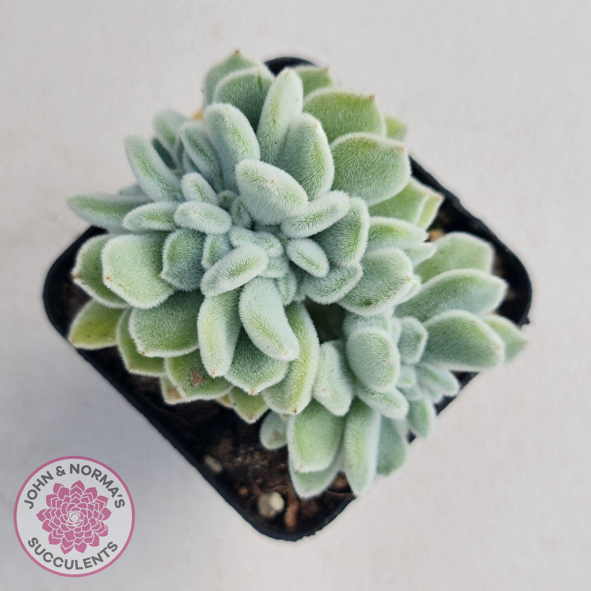 Echeveria pulvinata 'Frosty' Crest