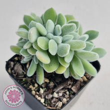 Load image into Gallery viewer, Echeveria pulvinata Frosty Crest - John &amp; Norma&#39;s Succulents
