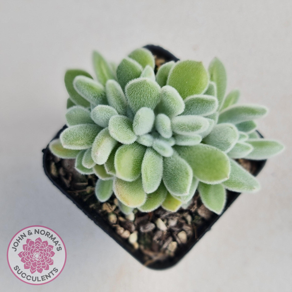 Echeveria pulvinata 'Frosty' Crest