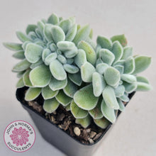 Load image into Gallery viewer, Echeveria pulvinata Frosty Crest - John &amp; Norma&#39;s Succulents
