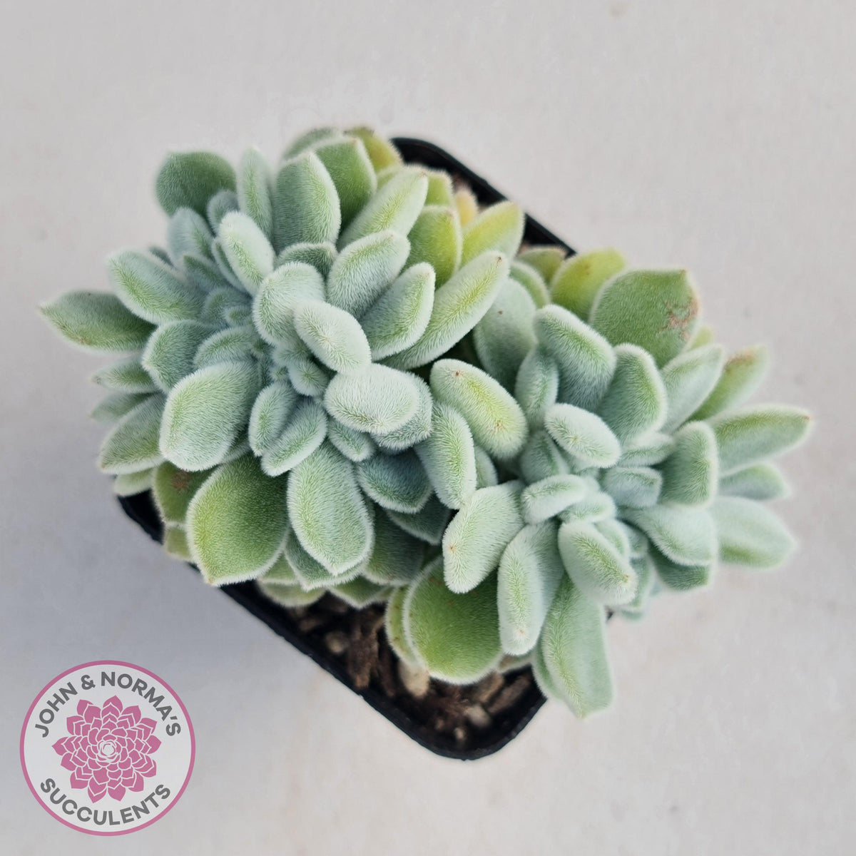 Echeveria pulvinata 'Frosty' Crest