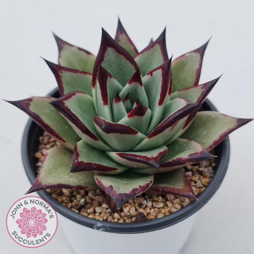 Echeveria Agavoides Ebony - John & Norma's Succulents