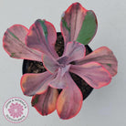 Echeveria 'Angel Wings' Variegated