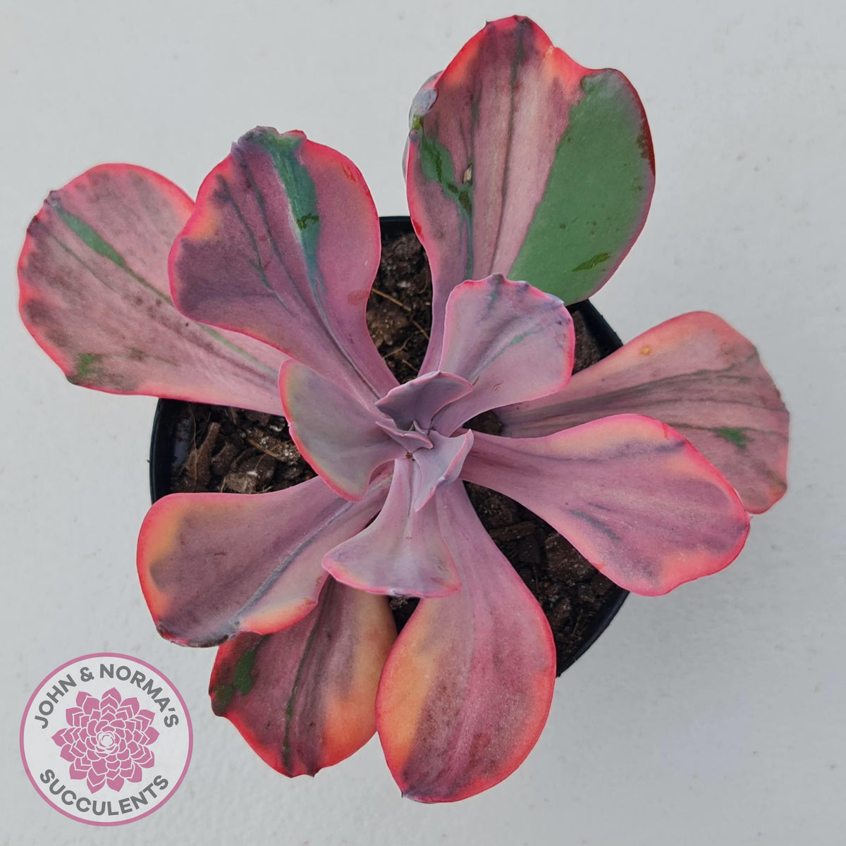 Echeveria 'Angel Wings' Variegated