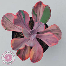 Load image into Gallery viewer, Echeveria Angel Wings Variegated - John &amp; Norma&#39;s Succulents
