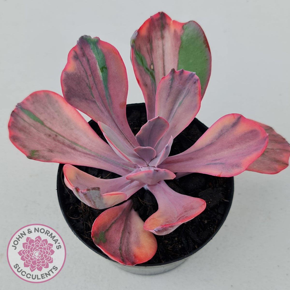 Echeveria 'Angel Wings' Variegated