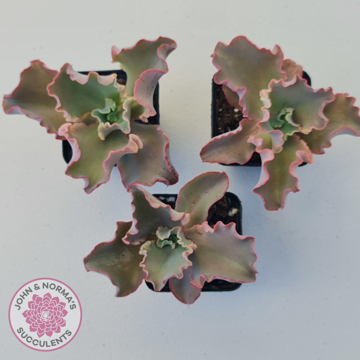 Echeveria Blue Curls