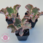 Echeveria Blue Curls
