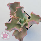 Echeveria Blue Curls