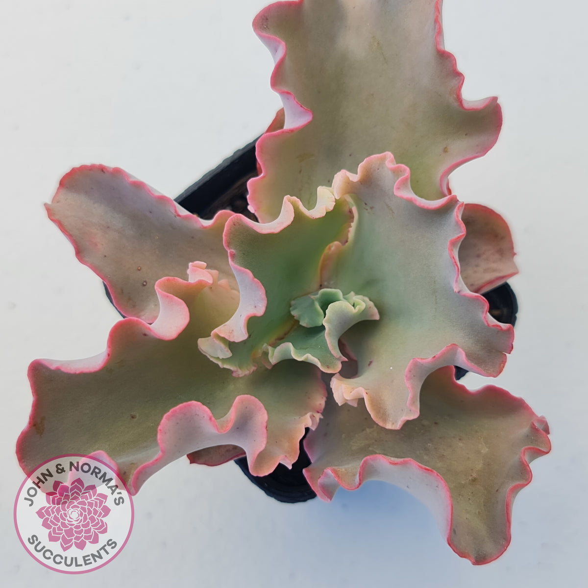 Echeveria Blue Curls