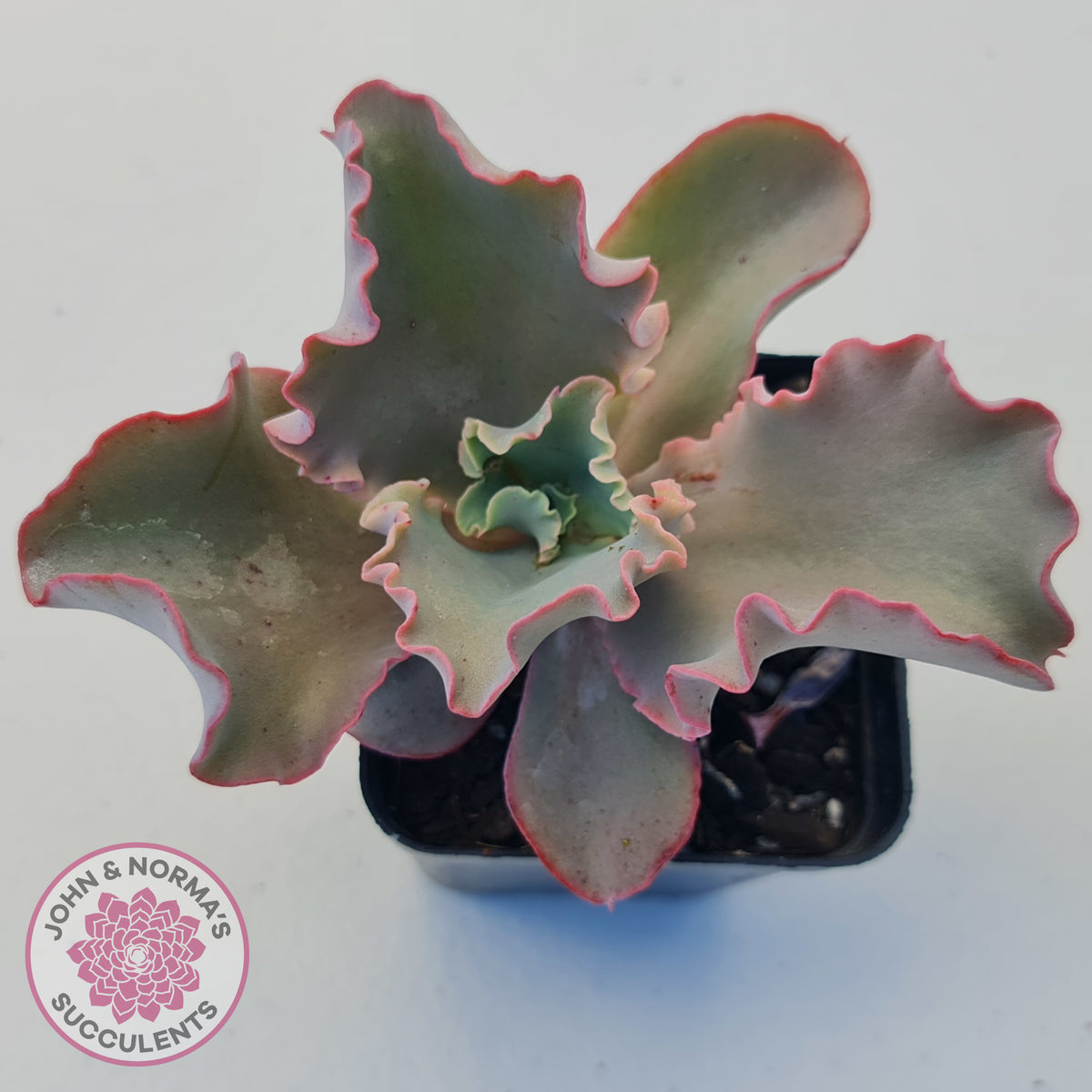 Echeveria Blue Curls