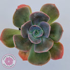 Echeveria Blue Metal (Single)