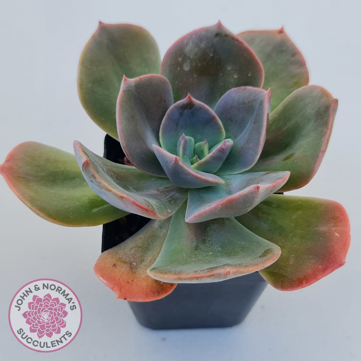 Echeveria Blue Metal (Single)