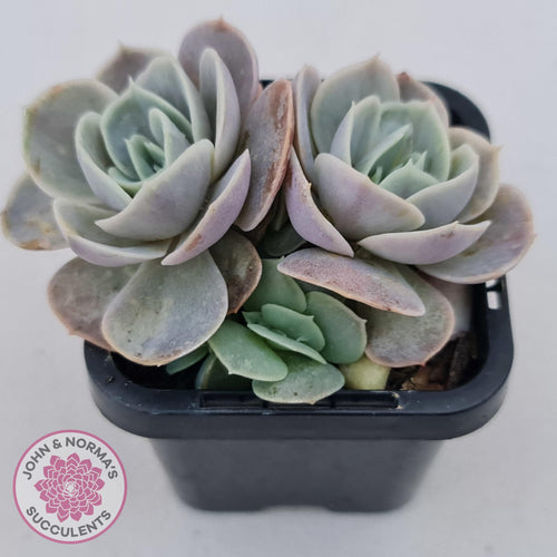 Echeveria Blue Surprise - John & Norma's Succulents