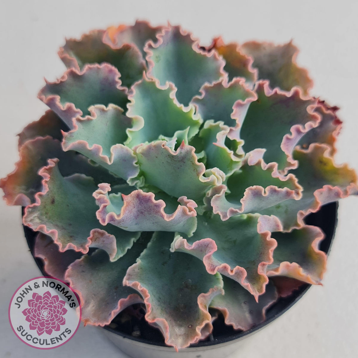 Echeveria 'Blue Waves'