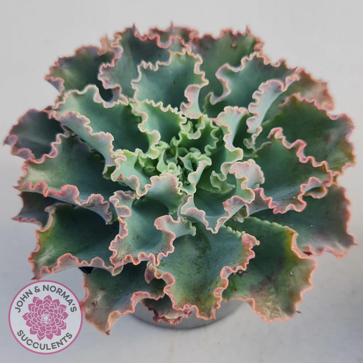 Echeveria 'Blue Waves'