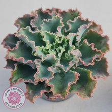 Load image into Gallery viewer, Stunning Echeveria Blue Waves displayed in 90mm pots from John &amp; Norma&#39;s Succulents
