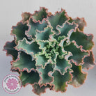 Echeveria 'Blue Waves'