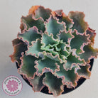 Echeveria 'Blue Waves'