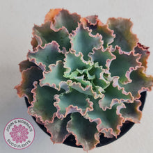 Load image into Gallery viewer, Stunning Echeveria Blue Waves displayed in 90mm pots from John &amp; Norma&#39;s Succulents
