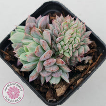 Load image into Gallery viewer, Echeveria Bradburyana Crest - John &amp; Norma&#39;s Succulents
