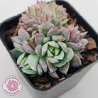 Echeveria Bradburyana Crest
