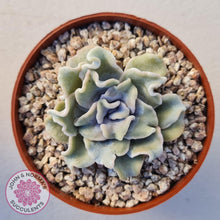 Load image into Gallery viewer, Echeveria Crispate Beauty - John &amp; Norma&#39;s Succulents
