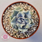 Echeveria Crispate Beauty