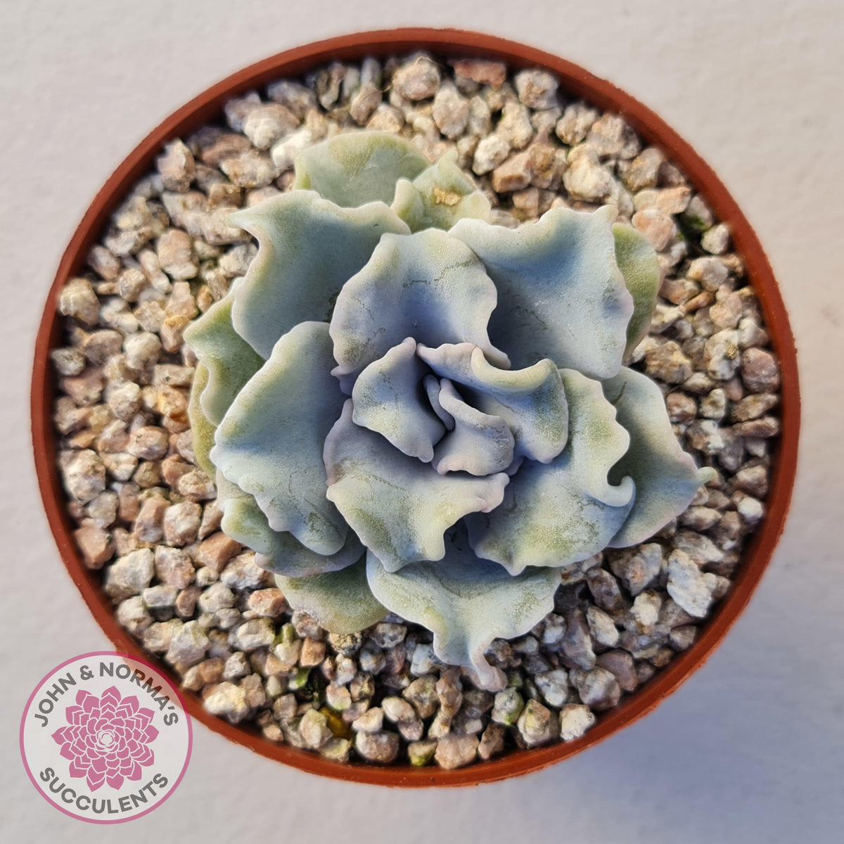 Echeveria Crispate Beauty