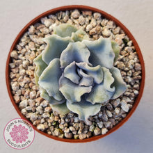 Load image into Gallery viewer, Echeveria Crispate Beauty - John &amp; Norma&#39;s Succulents
