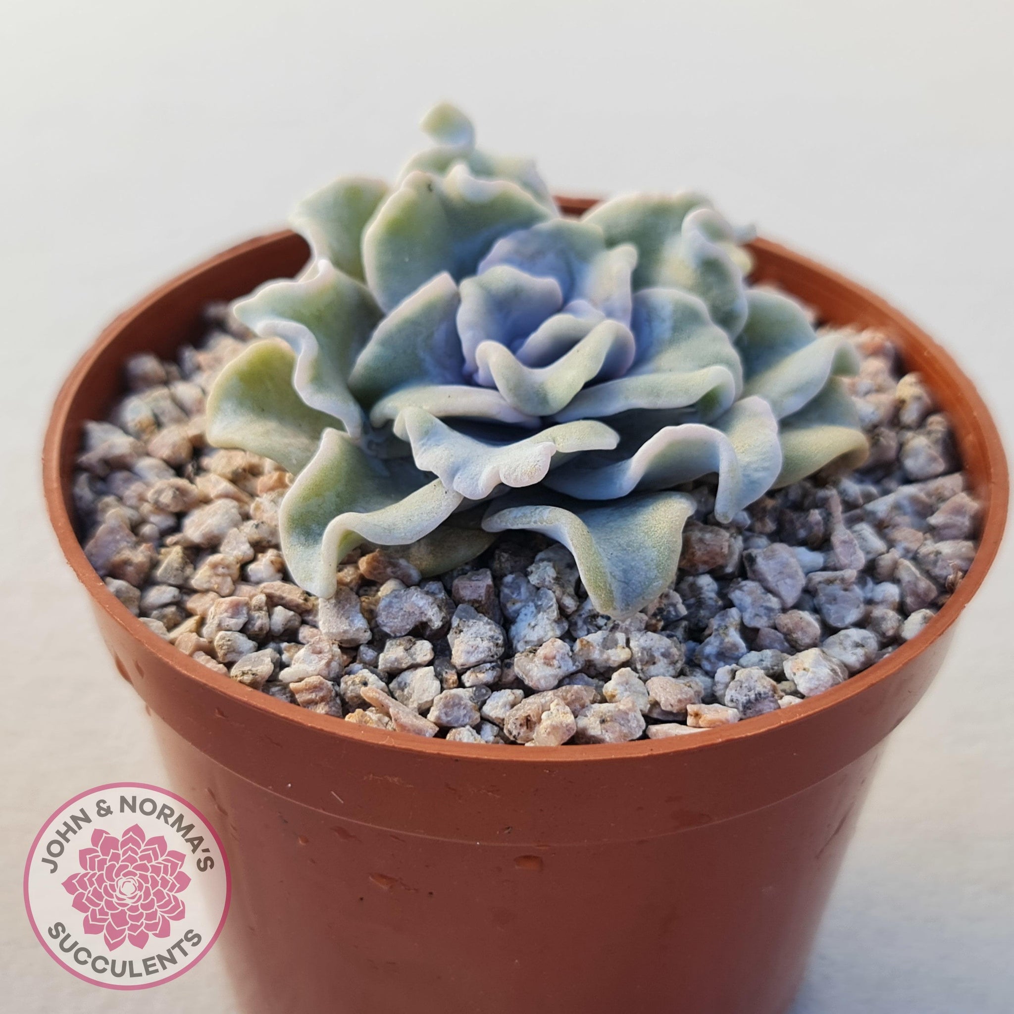 Echeveria Crispate Beauty double head #8- Rare Korean Import Succulent- Free Priority online Mail Shipping!!