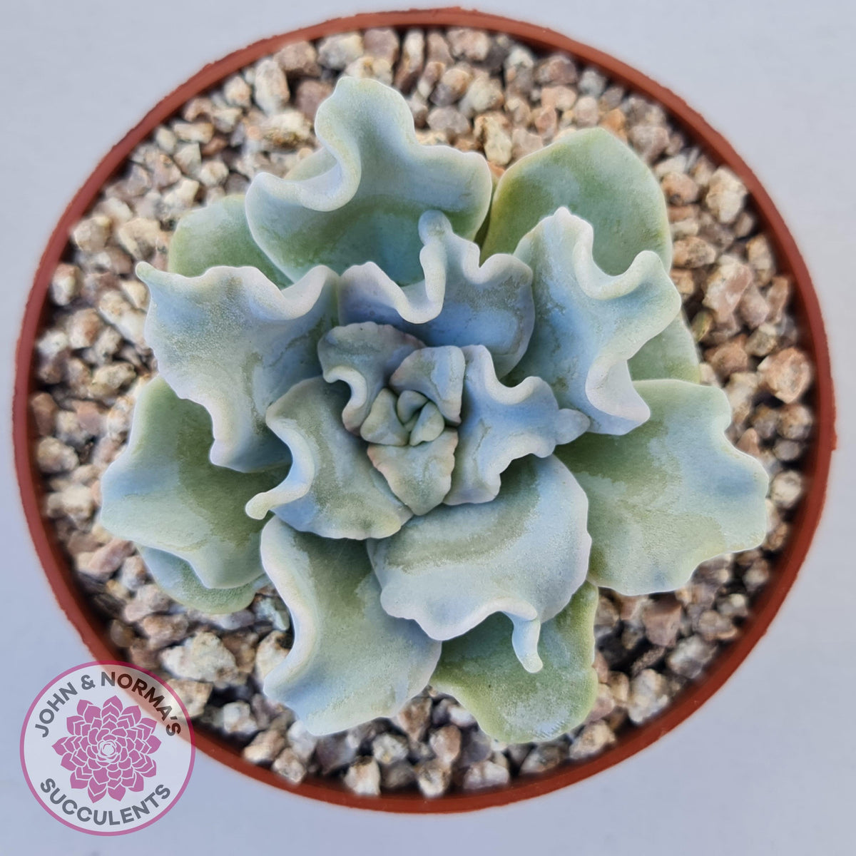 Echeveria Crispate Beauty