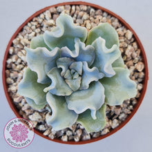 Load image into Gallery viewer, Echeveria Crispate Beauty - John &amp; Norma&#39;s Succulents
