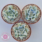 Echeveria Crispate Beauty