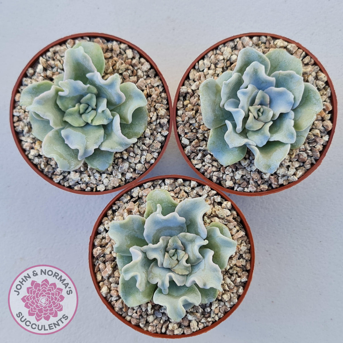 Echeveria Crispate Beauty
