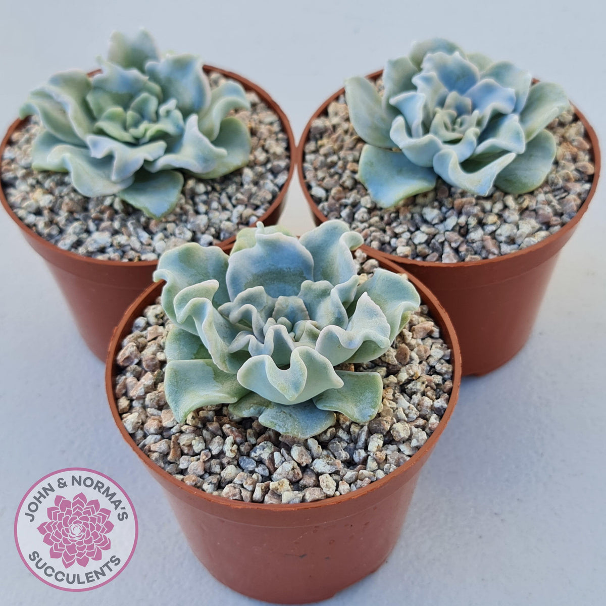 Echeveria Crispate Beauty