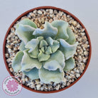 Echeveria Crispate Beauty