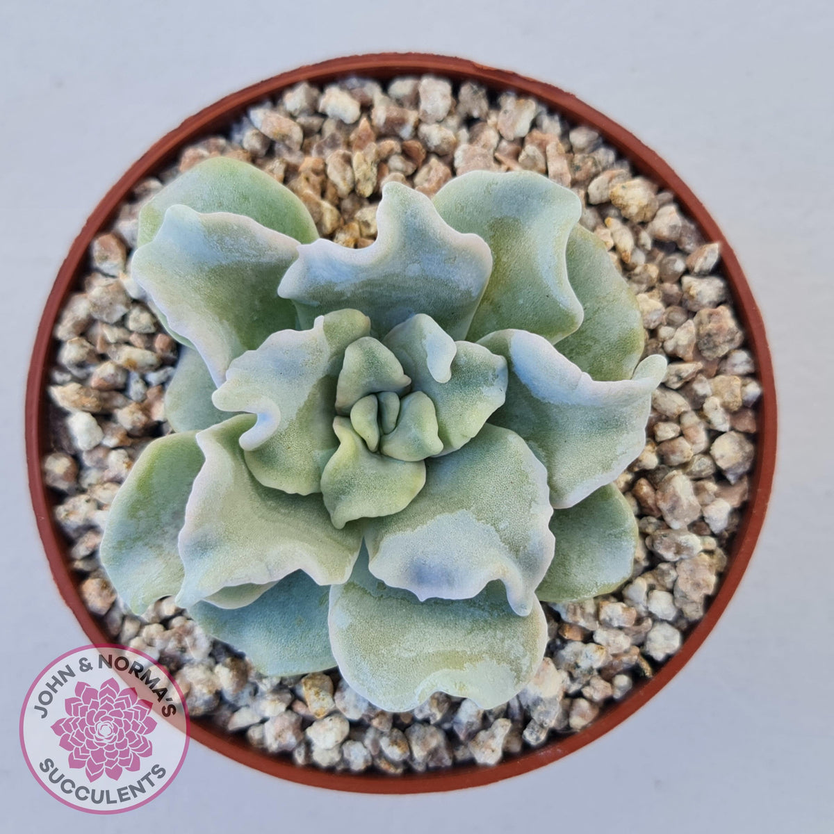 Echeveria Crispate Beauty
