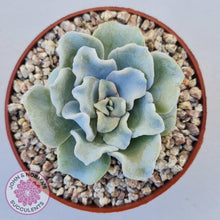 Load image into Gallery viewer, Echeveria Crispate Beauty - John &amp; Norma&#39;s Succulents
