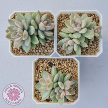 Load image into Gallery viewer, Echeveria Estrella - John &amp; Norma&#39;s Succulents
