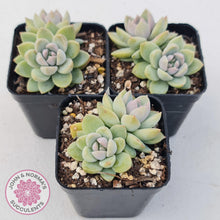 Load image into Gallery viewer, Echeveria Estrella - John &amp; Norma&#39;s Succulents
