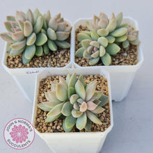 Load image into Gallery viewer, Echeveria Estrella - John &amp; Norma&#39;s Succulents
